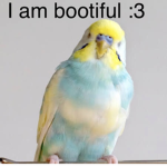 #Bootiful budgies