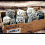 I Love Cats Nation