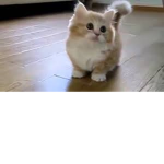 cats are cute!