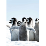 Penguin........