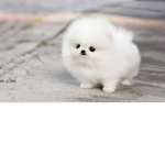 Princess Pup's ❤๑͒•௰•๑͒❤