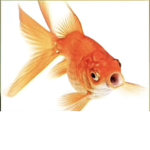 The gold fishy’s yay