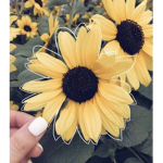 Friendos sunflower group!