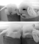 buni' Group Thumbnail
