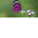 Ambers butterflys! :)