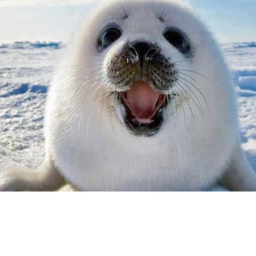 Seal hangout