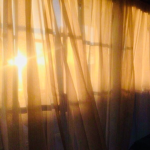 SunBloom