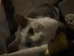 ME and the boys cat gang.