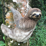 Sloth fan club! :D
