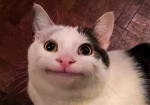 The belu-boi