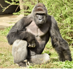 💚💚Pray for Harambe💚💚