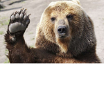 empire of bears