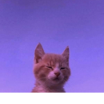 Kittys-cute