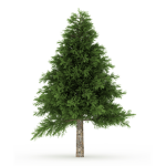 Pine Tribe