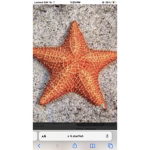 WE ARE STARFISH
