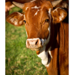 The cow clan:]