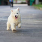 unknown_Puppies