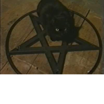 VAMP1RE PAWS