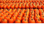 ThePumpkinPatch