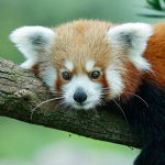 Redpandas United