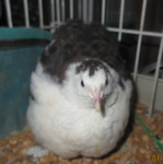 T-Birb, the quail!