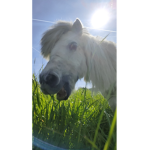 RobloxLäuse