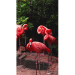 Flamingo ##################