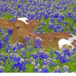 ~|COW GANG|~