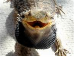 beardy dragons
