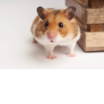 Sweet cinnamon