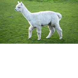 run with alpacas and llamas