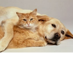 Animal likers :]