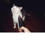 KNIFE CAT