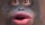 we are the monke