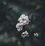 +.Lucelence.+