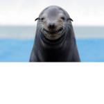 Foca e foca :3