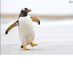 The Anime Penguins Group