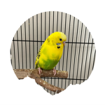 BirdAndAnimals