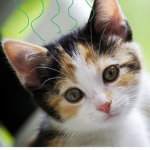 StinkyKitty
