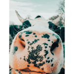 Cow times
