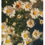 F L O W E R S!