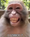 Chimp And Chase VR Group Thumbnail