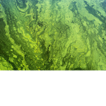 Toxic_Clothing INC