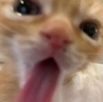 Kabanosy El Gato