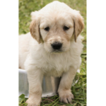 Puppies to Dogs Group