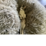The Cats & Kittens