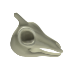 Giraffe Skull
