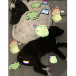 Dogs_frogs