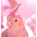 《birdiez