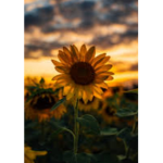 Sunflower gaming yt